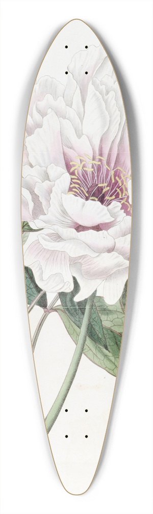 Sydenham Edwards - The Semi-Double Tree Paeony 39.3 inch art pintail longboard deck