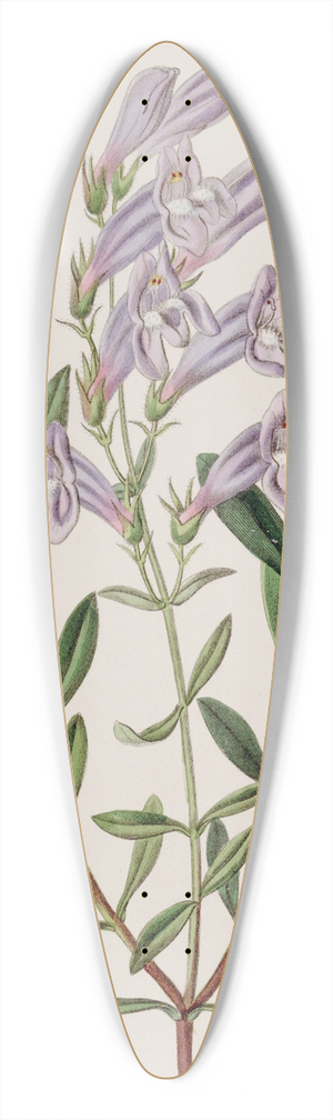 Sydenham Edwards - Thick-leaved Pentstemon 39.3 inch art pintail longboard deck