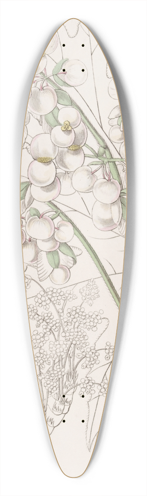 Sydenham Edwards - Thick-stemmed Begonia 39.3 inch art pintail longboard deck