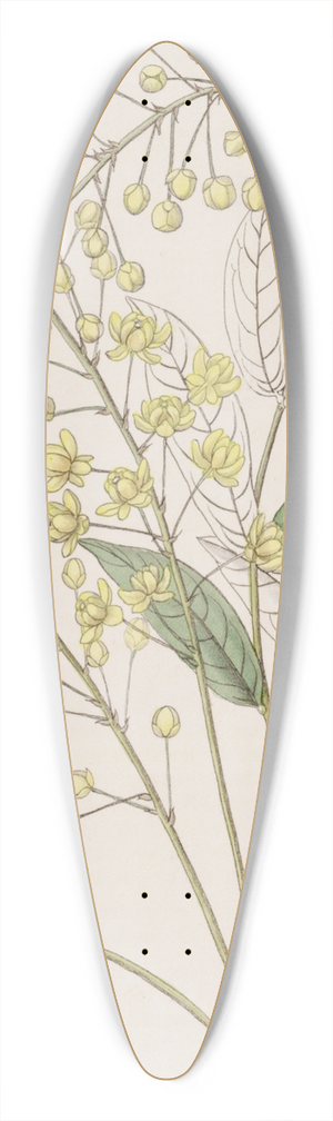 Sydenham Edwards - Thin Ash-leaved Berberry 39.3 inch art pintail longboard deck