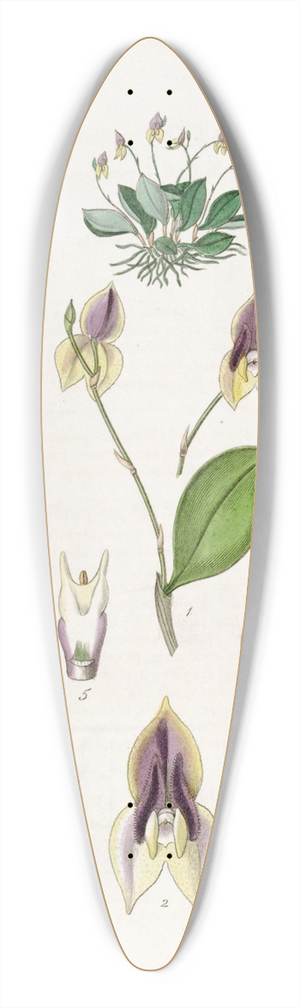 Sydenham Edwards - Three-toothed Lepanthes 39.3 inch art pintail longboard deck