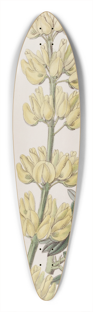 Sydenham Edwards - Tree Lupine 39.3 inch art pintail longboard deck