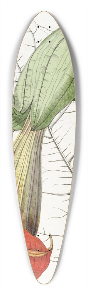 Sydenham Edwards - Two-coloured Brugmansia 39.3 inch art pintail longboard deck