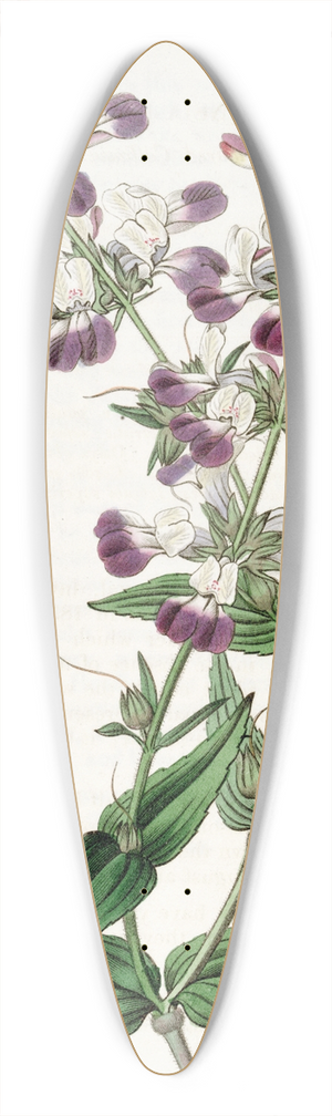 Sydenham Edwards - Two-coloured Collinsia 39.3 inch art pintail longboard deck