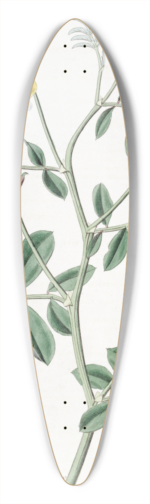 Sydenham Edwards - Two-coloured Hosackia 39.3 inch art pintail longboard deck
