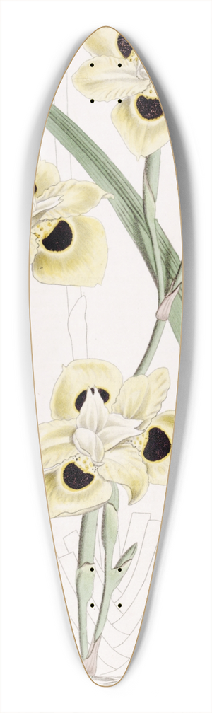 Sydenham Edwards - Two-coloured Iris 39.3 inch art pintail longboard deck