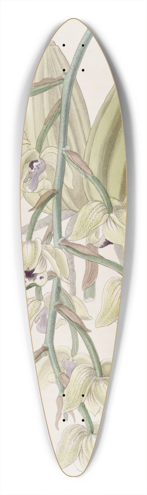 Sydenham Edwards - Two-coloured Lacaena 39.3 inch art pintail longboard deck