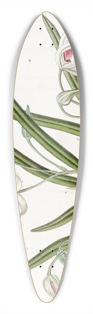 Sydenham Edwards - Two-coloured Leptotes 39.3 inch art pintail longboard deck