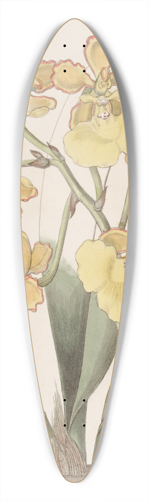 Sydenham Edwards - Two-warted Oncidium 39.3 inch art pintail longboard deck
