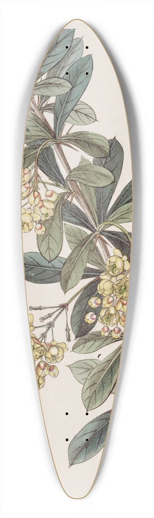 Sydenham Edwards - Umbellate Berberry 39.3 inch art pintail longboard deck