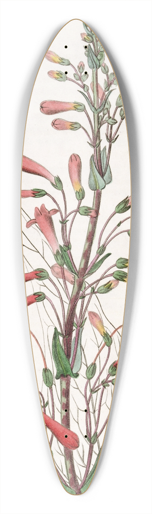 Sydenham Edwards - Valerian-leaved Chelone 39.3 inch art pintail longboard deck