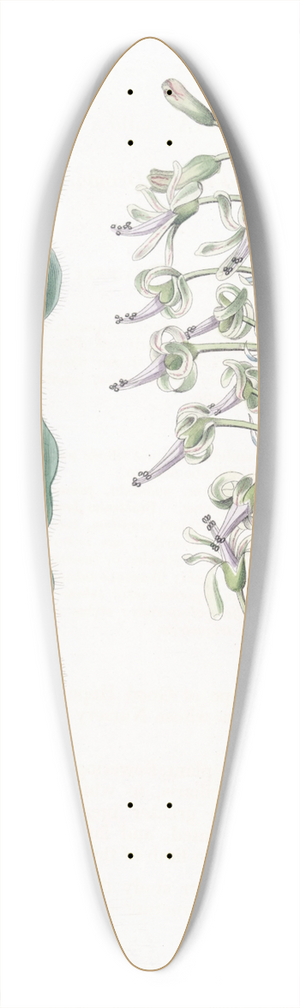 Sydenham Edwards - Villous-leaved Drimia 39.3 inch art pintail longboard deck