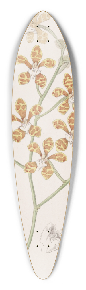 Sydenham Edwards - Violet-scented Cleisostome 39.3 inch art pintail longboard deck