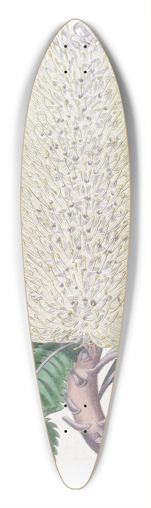 Sydenham Edwards - Waved-leaved Banksia 39.3 inch art pintail longboard deck