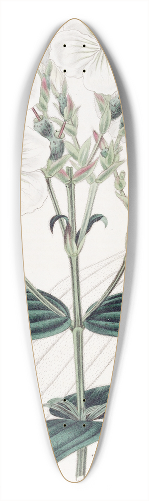 Sydenham Edwards - White-flowered Nipal Osbeckia 39.3 inch art pintail longboard deck