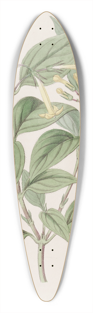 Sydenham Edwards - Yellow Bouvardia 39.3 inch art pintail longboard deck