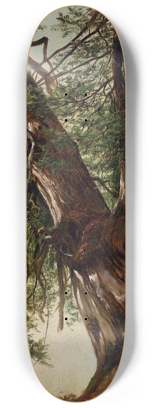 David Johnson - Study of a Cedar 8.25 inch art skate deck