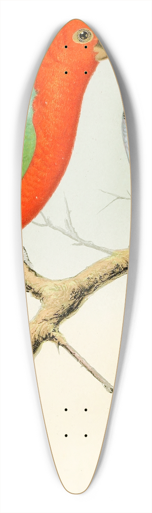 W. A . Blakston - King Parrot, Pennants Parrakeet 39.3 inch art pintail longboard deck W. A . Blakston - King Parrot, Pennants Parrakeet 39.3 inch art pintail longboard deck