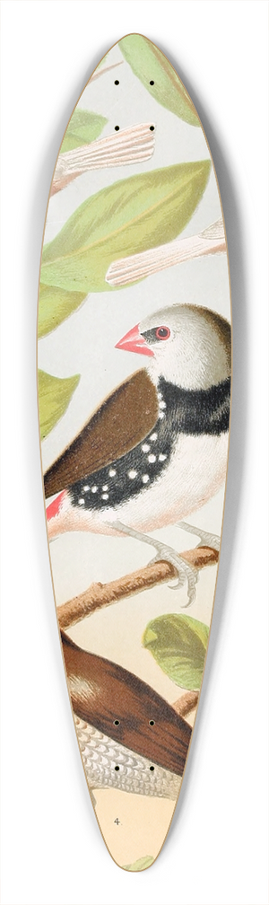 W. A . Blakston - Pied Mannkins, Diamond Sparrow, Nutmeg Or Spice Bird 39.3 inch art pintail longboard deck W. A . Blakston - Pied Mannkins, Diamond Sparrow, Nutmeg Or Spice Bird 39.3 inch art pintail longboard deck