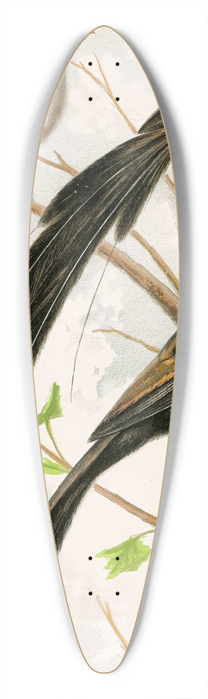 W. A . Blakston - Wydah Birds 39.3 inch art pintail longboard deck W. A . Blakston - Wydah Birds 39.3 inch art pintail longboard deck