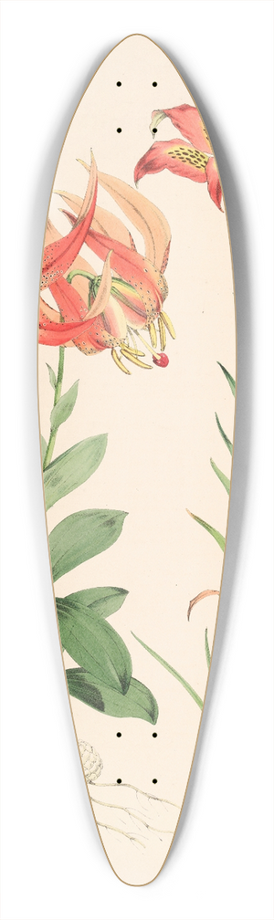 Walter Hood Fitch - Lilium Carolinianum 39.3 inch art pintail longboard deck