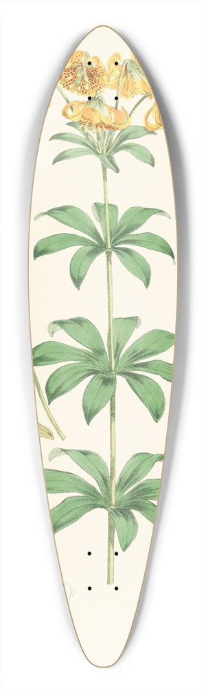 Walter Hood Fitch - Lilium Columbianum 39.3 inch art pintail longboard deck
