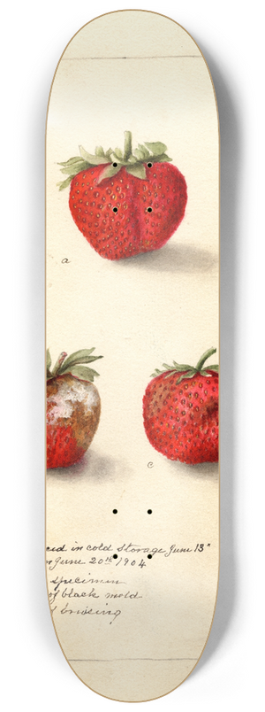 Deborah Griscom Passmore - Fragaria: Gandy 8.25 inch art skate deck