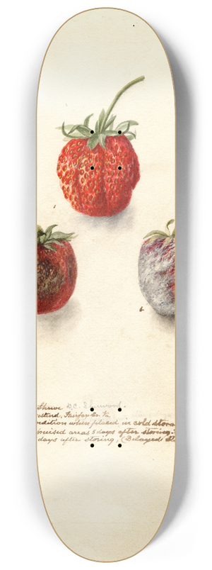 Deborah Griscom Passmore - Fragaria: Tennessee 8.25 inch art skate deck