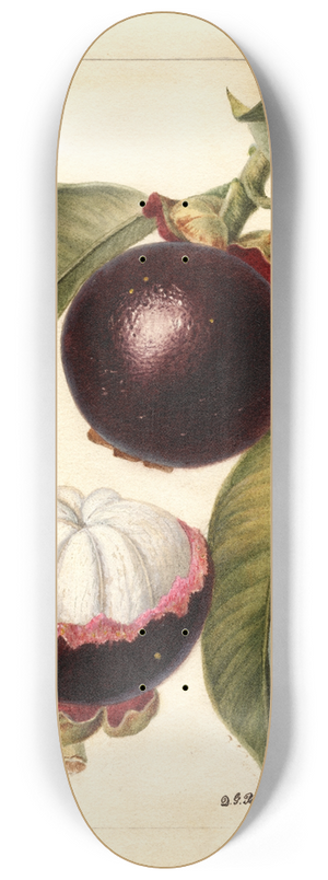 Deborah Griscom Passmore - Garcinia mangostana 8.25 inch art skate deck