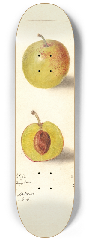 Deborah Griscom Passmore - Prunus domestica: McLaughlin 8.25 inch art skate deck