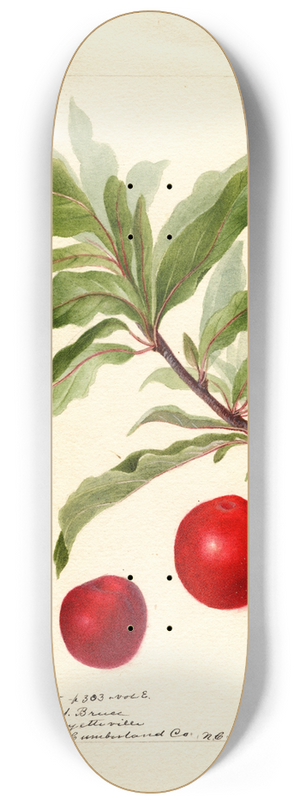 Deborah Griscom Passmore - Prunus domestica: Yosobe 8.25 inch art skate deck