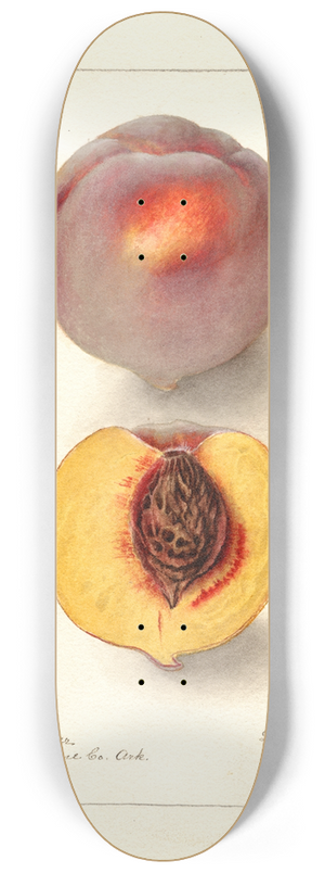 Deborah Griscom Passmore - Prunus persica: Micado 8.25 inch art skate deck