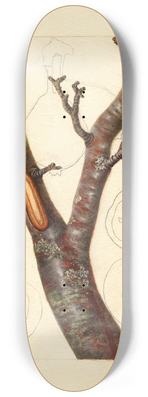 Deborah Griscom Passmore - Pyrus communis: Howell 8.25 inch art skate deck