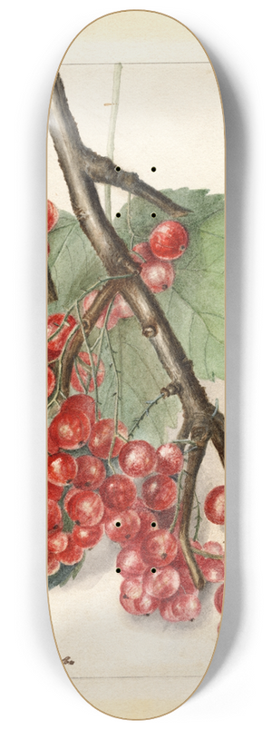 Deborah Griscom Passmore - Ribes: Perfection 8.25 inch art skate deck