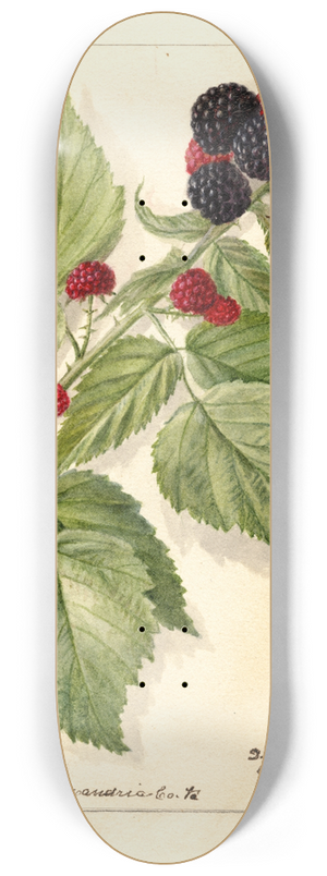 Deborah Griscom Passmore - Rubus: Conrath 8.25 inch art skate deck