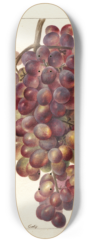 Deborah Griscom Passmore - Vitis: Sultanina Rosea 8.25 inch art skate deck