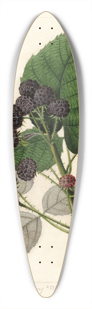 William Henry Prestele - Rubus: Ferndale 39.3 inch art pintail longboard deck