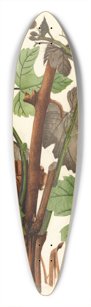 William Henry Prestele - Vitis: Hartford Prolific 39.3 inch art pintail longboard deck