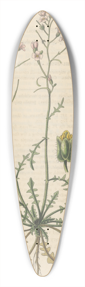 William Jackson Hooker - Arabis arenosa 39.3 inch art pintail longboard deck