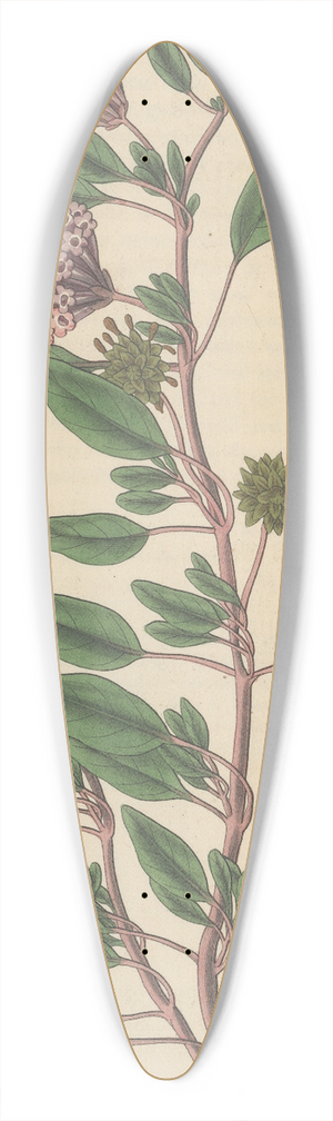 William Jackson Hooker - Arbronia umbellata 39.3 inch art pintail longboard deck
