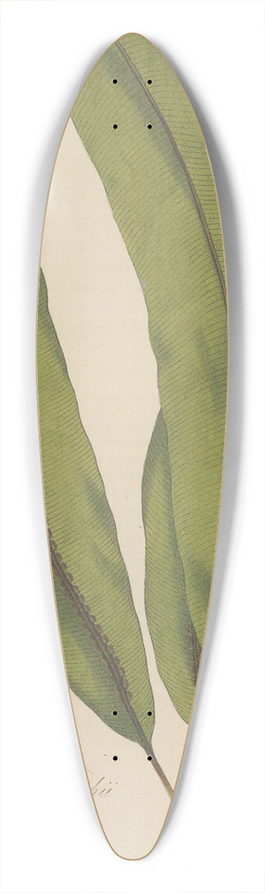 William Jackson Hooker - Aspidium Wallichii 39.3 inch art pintail longboard deck