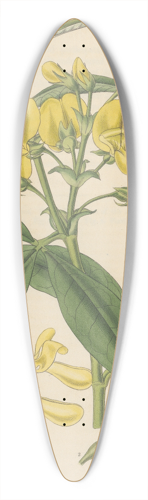 William Jackson Hooker - Baptisia nepalensis 39.3 inch art pintail longboard deck