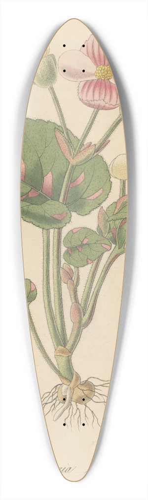William Jackson Hooker - Begonia picta 39.3 inch art pintail longboard deck