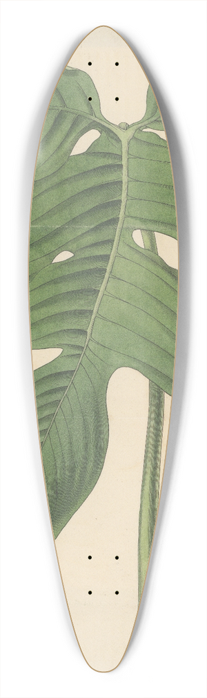 William Jackson Hooker - Caladium pedatum 39.3 inch art pintail longboard deck