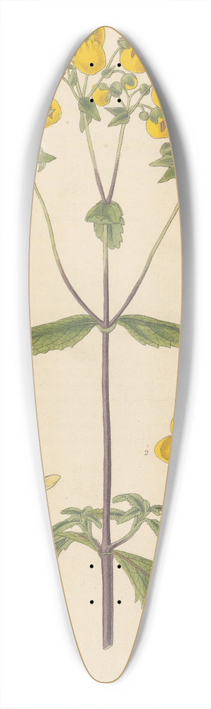 William Jackson Hooker - Calceolaria rugosa 39.3 inch art pintail longboard deck