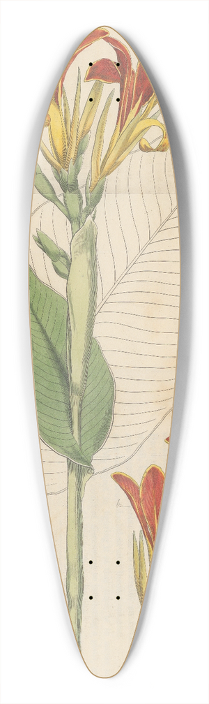 William Jackson Hooker - Canna patens 39.3 inch art pintail longboard deck