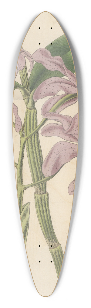 William Jackson Hooker - Cattleya Loddigesii 39.3 inch art pintail longboard deck