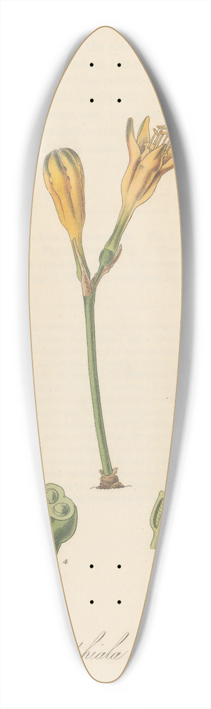 William Jackson Hooker - Chrysiphiala pauciflora 39.3 inch art pintail longboard deck