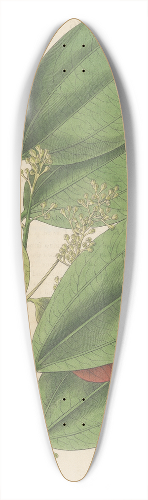 William Jackson Hooker - Cinnamomum nitidum 39.3 inch art pintail longboard deck