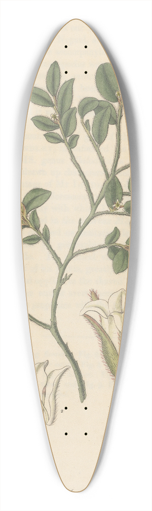 William Jackson Hooker - Diospyros vaccinioides 39.3 inch art pintail longboard deck